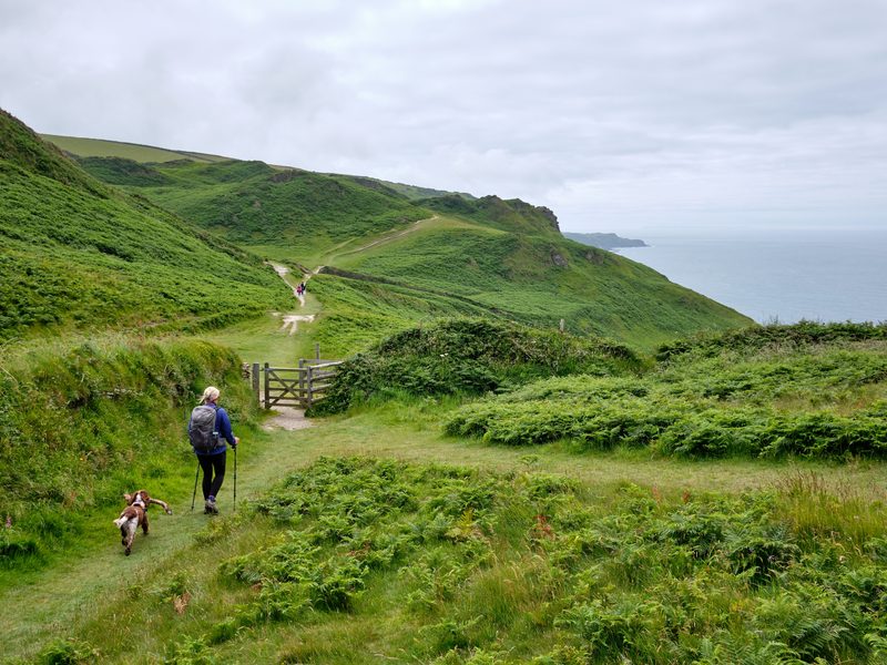 A walker and dog on the coast path above Lynmouth, Exmoor